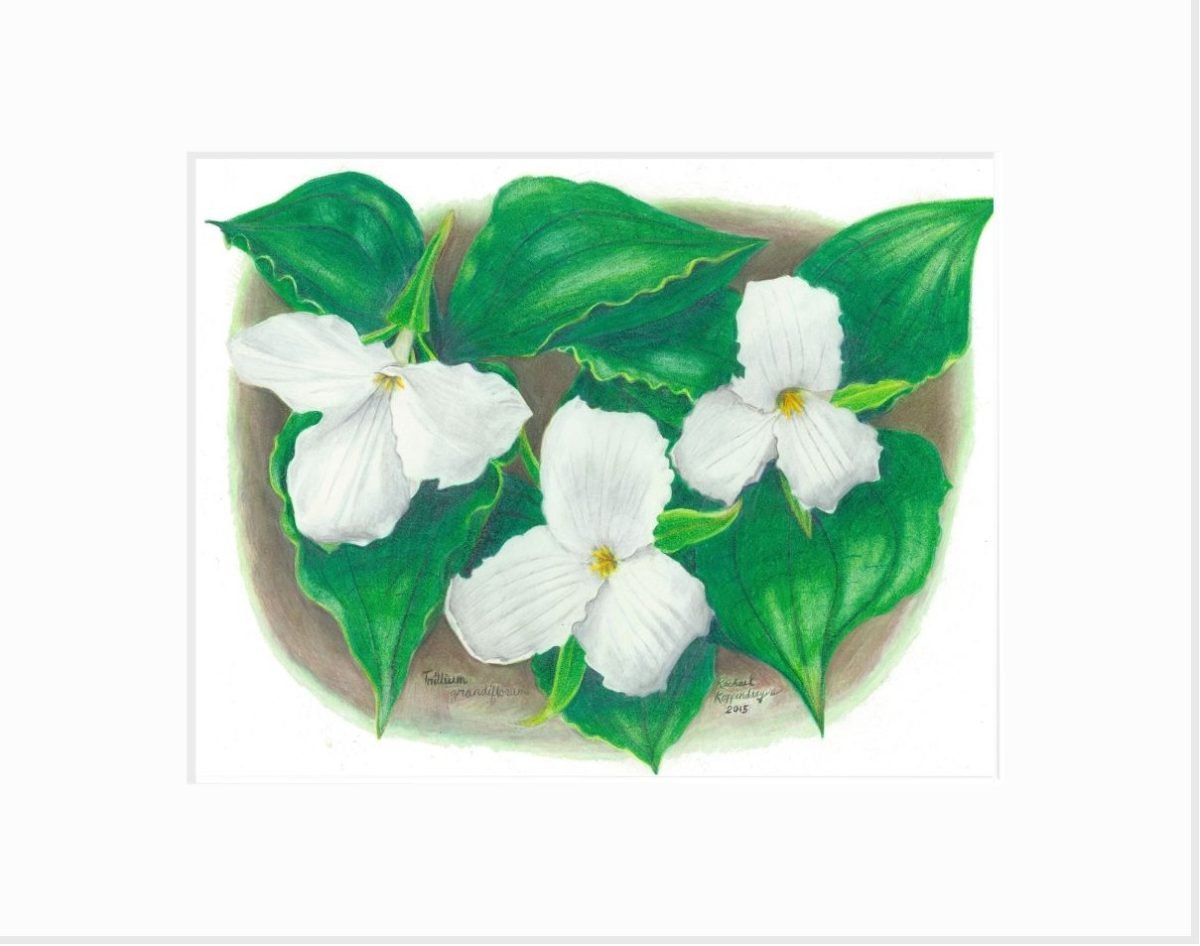 Large-Flowered Trillium Giclée Print