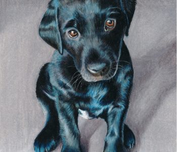 colored pencil pet portrait of a black lab puppy dog