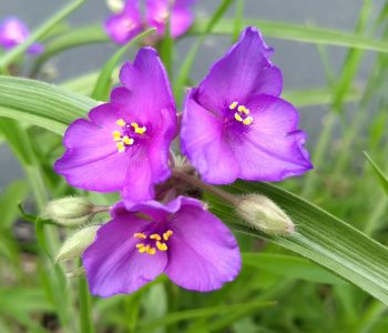 trio of spiderwort flowers