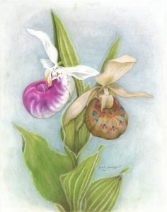 Showy lady's slippers: one natural, one patterned like a moccasin