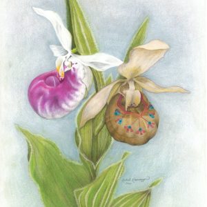 Showy lady's slippers: one natural, one patterned like a moccasin