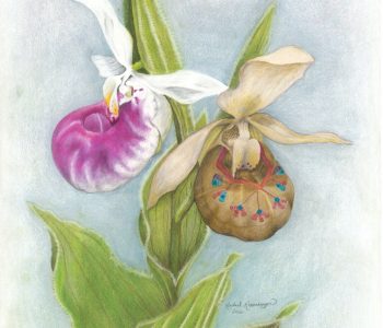 Showy lady's slippers: one natural, one patterned like a moccasin