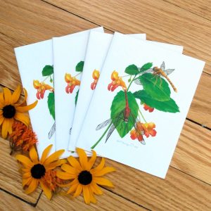 Just Dragonflies Pack of 8