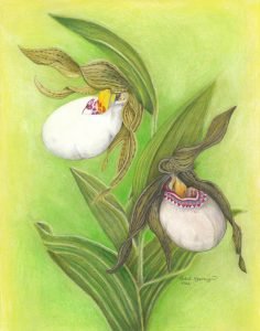 small white lady's slippers: one natural, the other patterned like a moccasin
