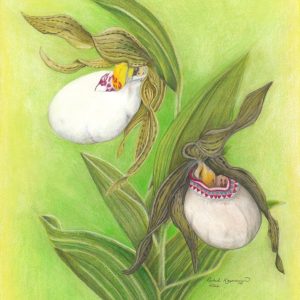 small white lady's slippers: one natural, the other patterned like a moccasin