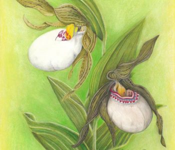 small white lady's slippers: one natural, the other patterned like a moccasin