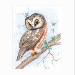 Matted print of a Northern Saw-Whet Owl looking over its shoulder