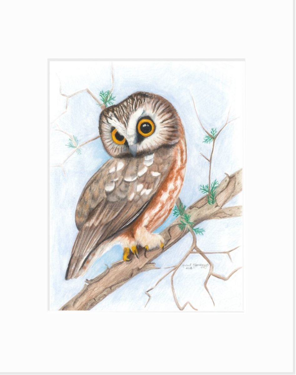 Matted print of a Northern Saw-Whet Owl looking over its shoulder