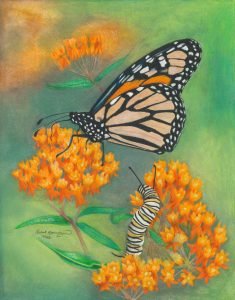 Monarch caterpillar peeks out from butterflyweed flowers to peer at monarch butterfly, the Minnesota state butterfly