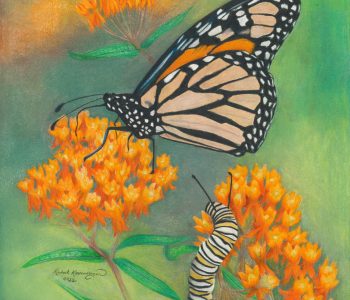 Monarch caterpillar peeks out from butterflyweed flowers to peer at monarch butterfly, the Minnesota state butterfly