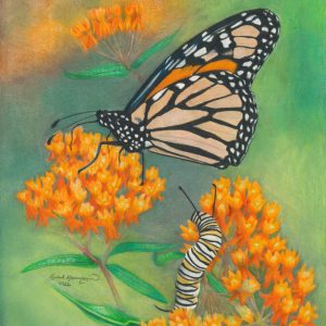 Monarch caterpillar peeks out from butterflyweed flowers to peer at monarch butterfly, the Minnesota state butterfly
