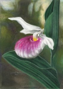 leaf cutter bee emerges from pollinating showy lady's slipper, the Minnesota state flower