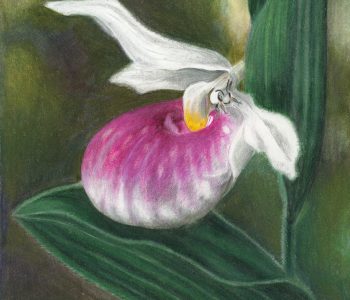 leaf cutter bee emerges from pollinating showy lady's slipper, the Minnesota state flower