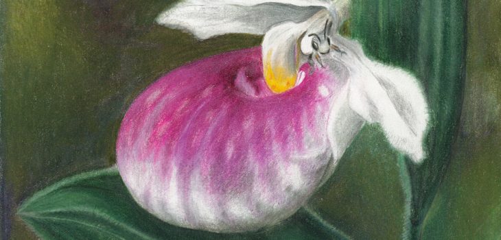 leaf cutter bee emerges from pollinating showy lady's slipper, the Minnesota state flower
