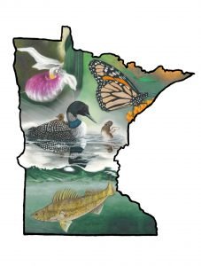 Walleye fish, showy lady's slipper flower, monarch butterfly, and state bird loon fill a Minnesota state outline
