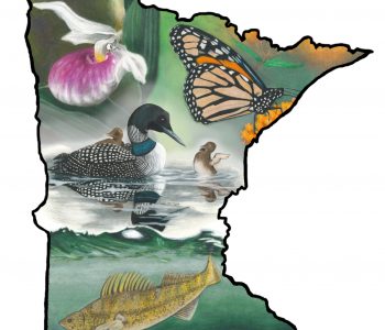 Walleye fish, showy lady's slipper flower, monarch butterfly, and state bird loon fill a Minnesota state outline