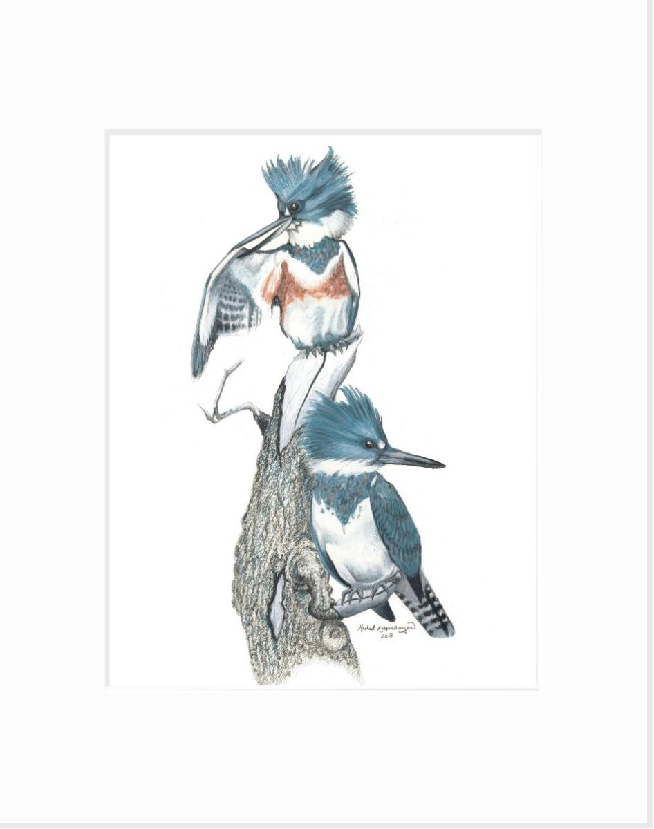 matted print of male and female belted kingfishers resting on a perch