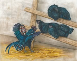 Dala rooster crows at a trio of sleepy Svarthöna, or Swedish black chickens.