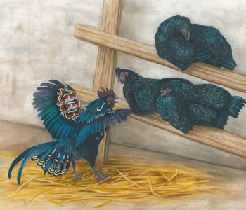 Dala rooster crows at a trio of sleepy Svarthöna, or Swedish black chickens.