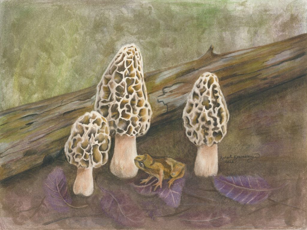 Spring Peeper frog sits on the shadow of yellow morel mushrooms.