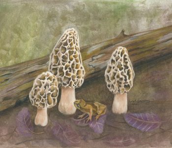 Spring Peeper frog sits on the shadow of yellow morels, the Minnesota state mushroom.