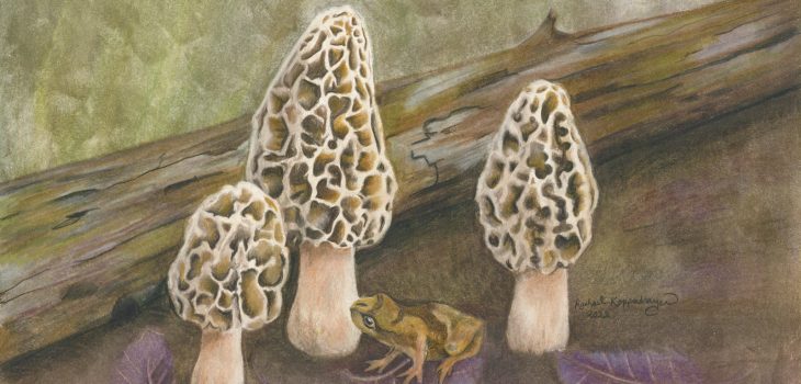 Spring Peeper frog sits on the shadow of yellow morels, the Minnesota state mushroom.