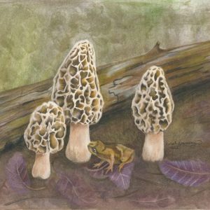 Spring Peeper frog sits on the shadow of yellow morels, the Minnesota state mushroom.