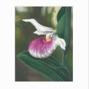 Giclee print of a showy lady slipper blossom with a megachile bee emerging from the flower