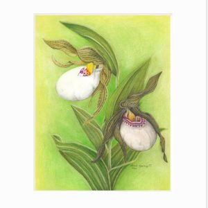 Giclee print of a small white lady's slipper with a Dakota-inspired moccasin flower