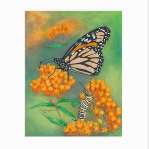 Matted print of a monarch caterpillar watching a monarch butterfly from his perch amongst the butterflyweed blossoms