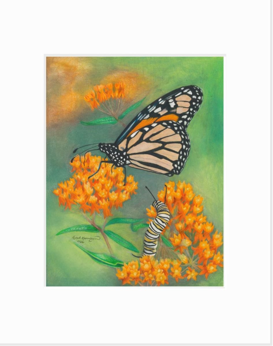 Matted print of a monarch caterpillar watching a monarch butterfly from his perch amongst the butterflyweed blossoms