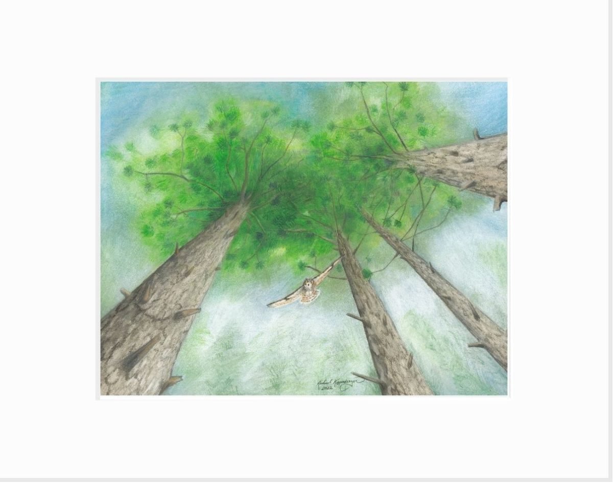 Giclee print of a a great horned owl swooping down from the boughs of Norway/red pine trees