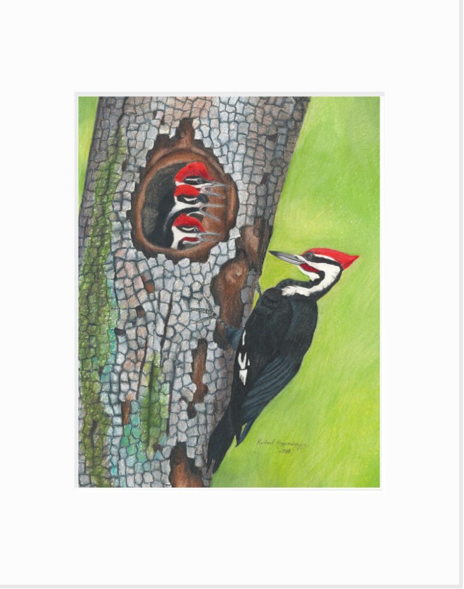 Matted print of a male pileated woodpecker and three baby woodpeckers leaning out the nest toward him
