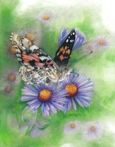 painted lady butterfly drinks nectar on New England aster flowers