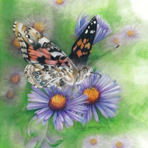 painted lady butterfly drinks nectar on New England aster flowers