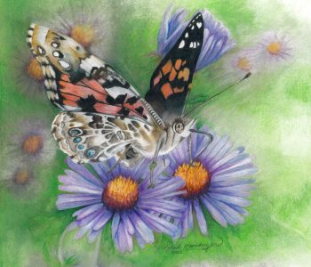 painted lady butterfly drinks nectar on New England aster flowers