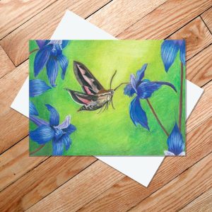 Greeting card of white-lined sphinx moth drinking nectar from delphinium