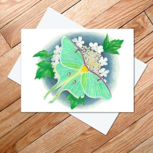 Greeting card of a luna moth resting on an umbel of highbush cranberry blossoms