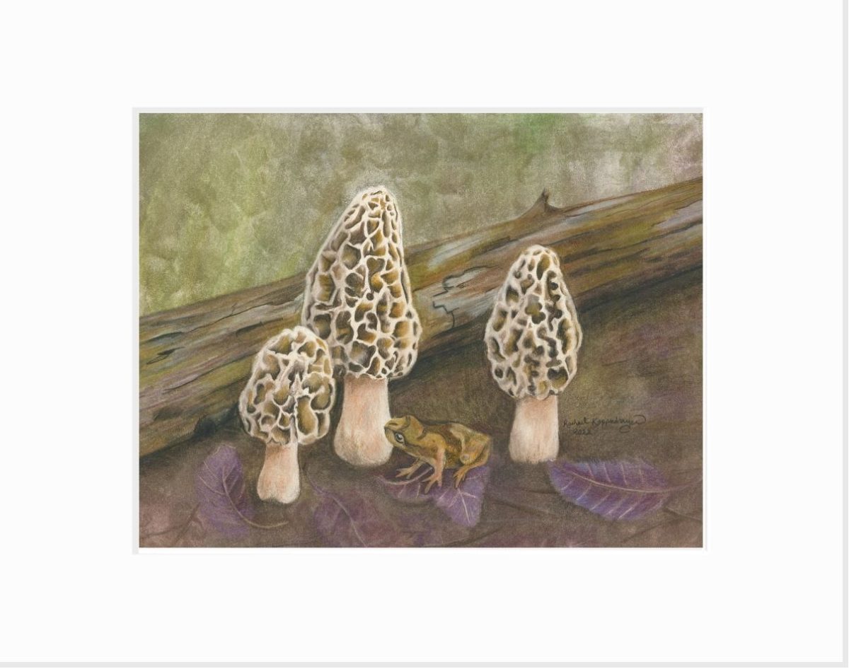 Giclee print of a spring peeper frog sitting next to three yellow morel mushrooms