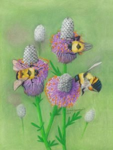 3 rusty-patched bumblebees feed on purple prairie clover flowers