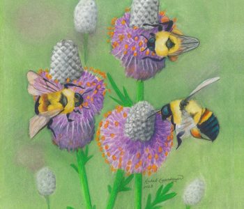 3 rusty-patched bumblebees feed on purple prairie clover flowers