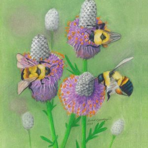 3 rusty-patched bumblebees feed on purple prairie clover flowers