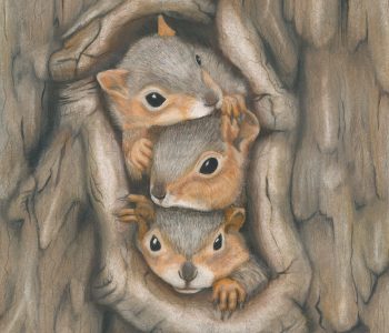 Three baby fox squirrels peer out a hole in the tree while they're stuck inside the nest
