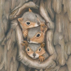 Three baby fox squirrels peer out a hole in the tree while they're stuck inside the nest