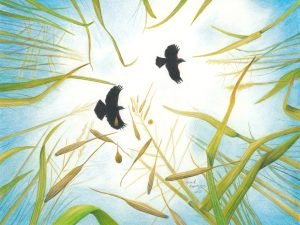 Two blackbirds fly above the stand of shattering manoomin, or wild rice