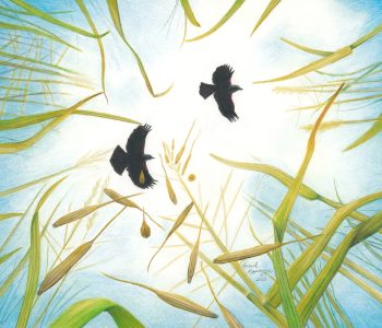 Two blackbirds fly above the stand of shattering manoomin, or wild rice