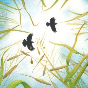 Two blackbirds fly above the stand of shattering manoomin, or wild rice