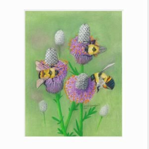 Giclee print of rusty-patched bumble bees pollinating purple prairie clover