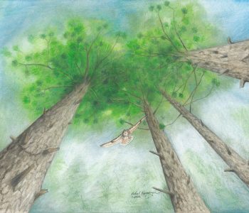 great horned owl swoops down from the towering Norway pine trees, the Minnesota state tree