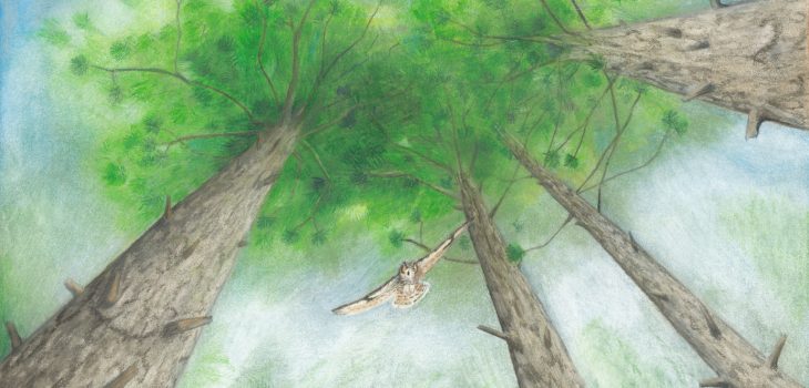 great horned owl swoops down from the towering Norway pine trees, the Minnesota state tree